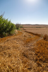 field of wheat in autumn