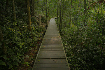 Taman Negara National Park, pathway
