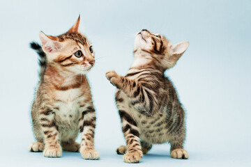 Funny Spotted Bengal kittens with beautiful big green eyes. Lovely fluffy playful cats. Free space for text. Blue background.