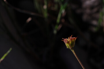 Selective focus shot of a field flower on grassy black background