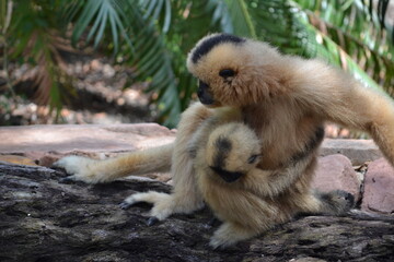 Gibón y su pequeño hijo