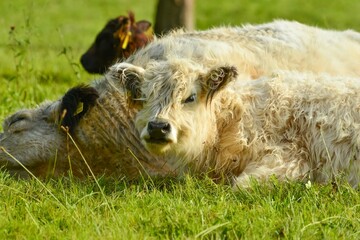 Mutterkuh und Kalb vom Schottischen Highland-Rind auf der Weide am Spätnachmittag im süddeutschen Mittelgebirge, Odenwald, Hessen, Deutschland