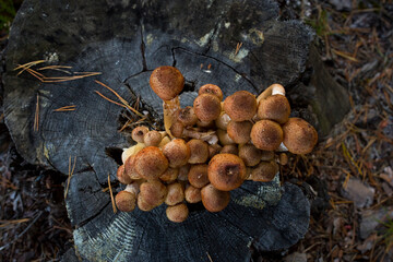 Autumn mushrooms. Picking mushrooms in the wild forest. Honey mushrooms on a stump in the forest. . A family of honey agarics. Close-up horizontal photography.