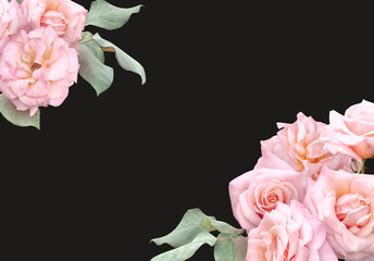 Floral banner, header with copy space. Pink roses isolated on dark grey background. Natural flowers wallpaper or greeting card.