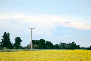 Rural farm scene with canola field in full bloom lined by power lines