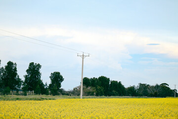 Fototapeta na wymiar Rural farm scene with canola field in full bloom lined by power lines