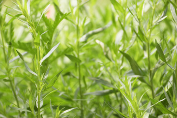 Green herb of the medicinal and food plant Artemisia tarragon, or tarragon,estragon, wormwood, Artemisia dracúnculus.It is used for preparing food and drinks in cooking