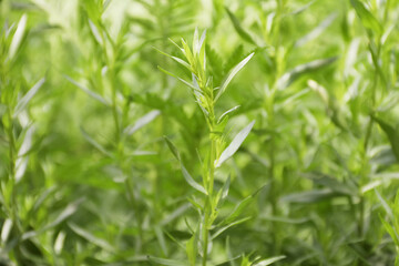 Fototapeta na wymiar Green herb of the medicinal and food plant Artemisia tarragon, or tarragon,estragon, wormwood, Artemisia dracúnculus.It is used for preparing food and drinks in cooking