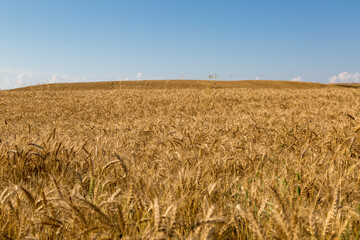 golden wheat field