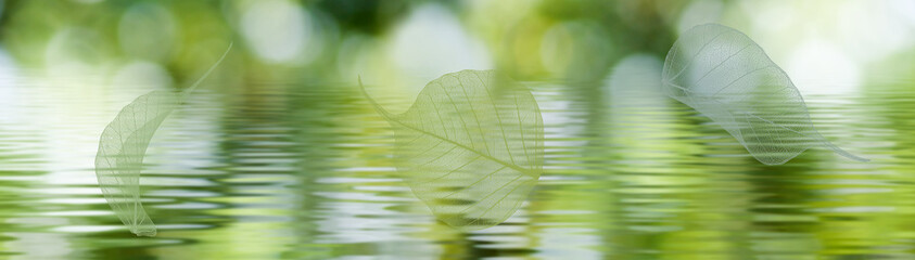 A horizontal image of translucent autumn leaves above the water against a blurred natural green background.