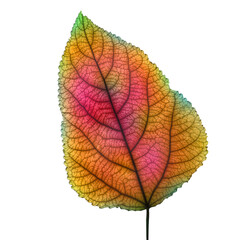 Naklejka na ściany i meble isolated image of colorful autumn leaf close up