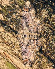 A brown moth perched on a tree, unnoticeable by its camouflage