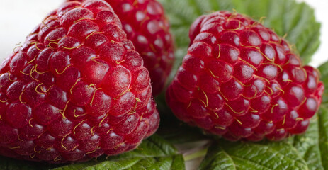 image of raspberries with leaves on a white background