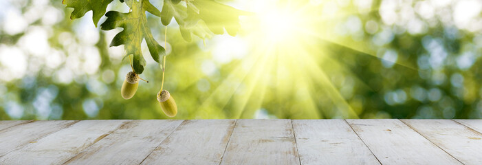 horizontal image of oak tree with acorns