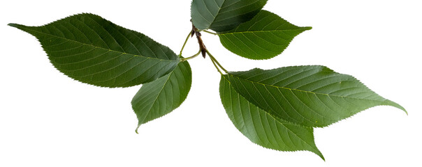 isolated image of a leaf close up