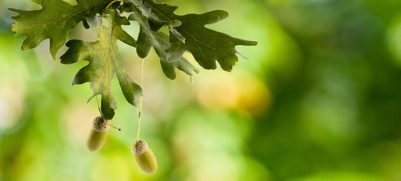 image of acorns on a blurred natural background close up