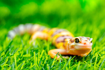 Lizard Eublepharis on a green lawn. Reptile gecko is yellow-spotted. Exotic tropical animal in the wild on the grass. smiling animal