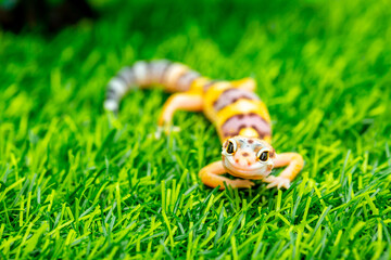 Lizard Eublepharis on a green lawn. Reptile gecko is yellow-spotted. Exotic tropical animal in the...
