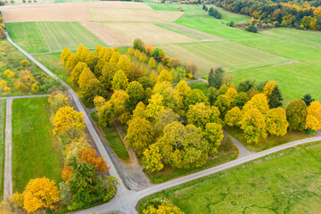 Bird's-eye view of a small, autumn-discolored deciduous forest in the Taunus / Germany