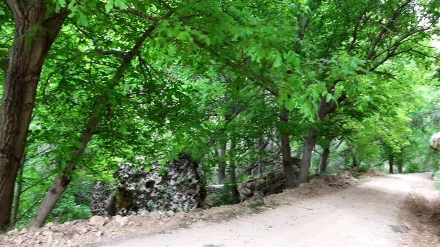 A beautiful country road among the trees