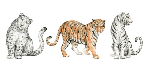 Watercolor set with wild big cats. Wildlife animals. Snow leopard, tigers. 