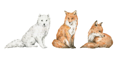 Watercolor set with cute foxes. Arctic fox, red fox. Woodland wildlife. Wild animals.