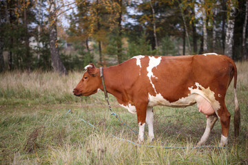 Red and white cow grazing on a background of greenery