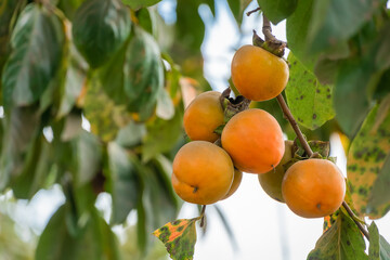 Close-up of a ripening persimmon on a tree among the leaves, copy space