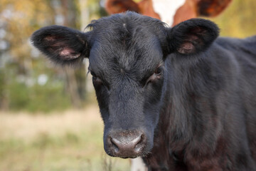 Fototapeta premium Portrait of a black calf against a background of greenery