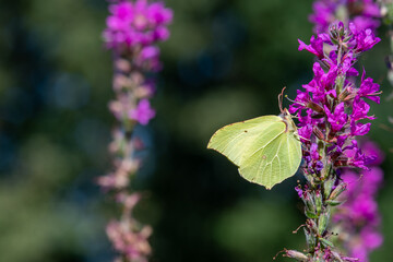 Ghonepteryx rhamni butterfly on purple flowers