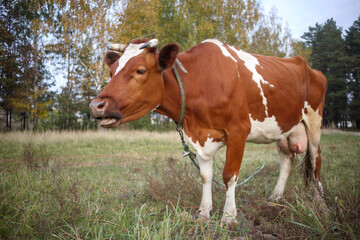 Red and white cow grazing on a background of greenery