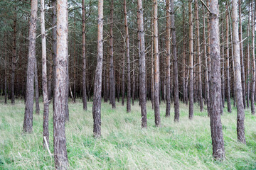 Obraz premium Tote Bäume, Baumsterben, Fichten, Klimawandel, Waldsterben, Borkenkäferbefall, Niedersachsen Deutschland