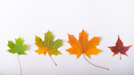 Maple leaves gradient from green to yellow. The concept of the changing seasons