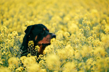 Rottweiler dog hidden in vibrant canola field in full bloom