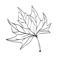 Vector illustration of a maple leaf. Freehand drawing of a leaflet. Autumn element for composition.