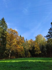 Beautiful autumn landscape in a mixed forest. Clear sky, bright sun.