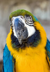 portrait of a beautiful blue yellow macaw parrot 