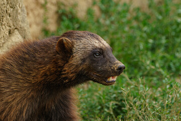 Wolverine closeup portrait on green meadow