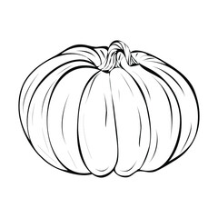Vector illustration of a big beautiful pumpkin. Pumpkin drawing in a linear style. Food logo. Vegetable icon. Elements for autumn decorative design.