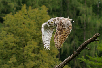 Flying Great horned owl  (Bubo virginianus)