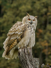 Eurasian eagle-owl (Bubo bubo sibiricus)