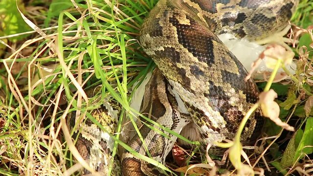 Close-up of a large spotted python snake in the grass swallowing its prey.