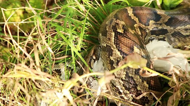 Close-up of a large spotted python snake in the grass, swallowing its prey. Boa constrictor wants to eat chicken. The largest snake in the wild.