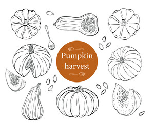 Pumpkin sketch vector illustration. Autumn harvest of pumpkin.
Large set of pumpkin harvest. Hand drawn agriculture and farm isolated design elements.