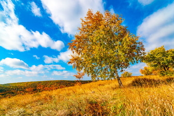 Fototapeta premium idyllic autumn landscape in fall colors. gorgeous birch tree on top of hill on the wind against blue sky. Fluffy clouds on background