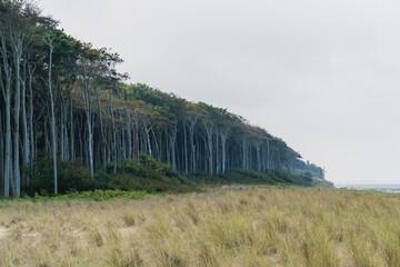 Coastal forest at the baltic sea in Germany