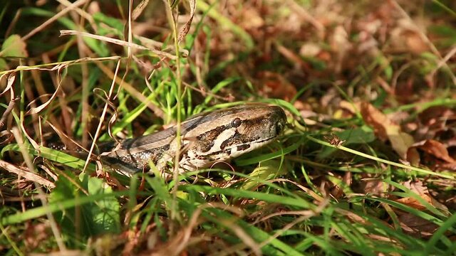 Close-up of the head of a spotted python in the grass. The boa constrictor went hunting. The biggest snake in the wild.