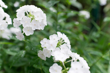 Garden phlox (Phlox paniculata), vivid summer flowers. Blooming branches of phlox in the garden on a sunny day. Soft blurred selective focus.	