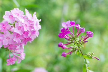 Garden phlox (Phlox paniculata), vivid summer flowers. Blooming branches of phlox in the garden on a sunny day. Soft blurred selective focus.	