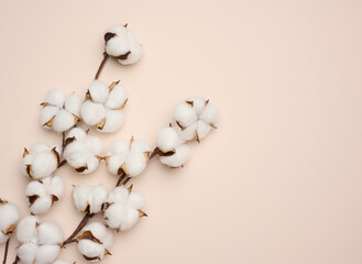 white cotton flower on pastel beige paper background, overhead. Minimalism flat lay composition, copy space